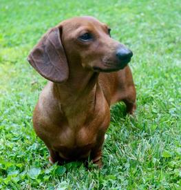 Our Dachshund