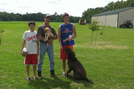 labrador retriever puppies