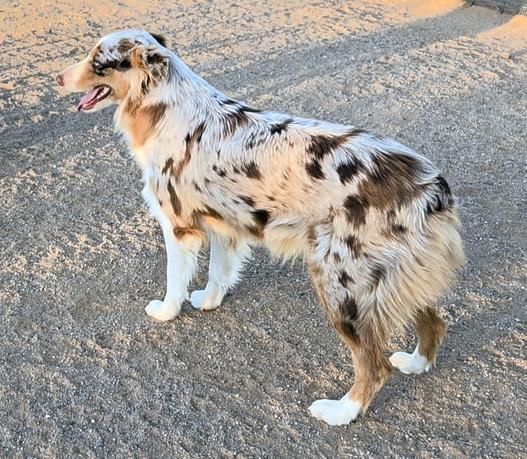 Best dog with children