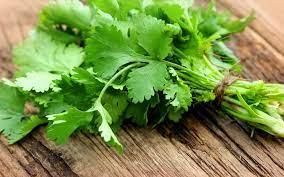 Cilantro