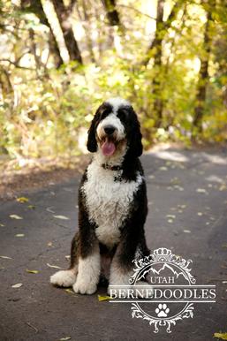 Bernedoodle with a wavy coat