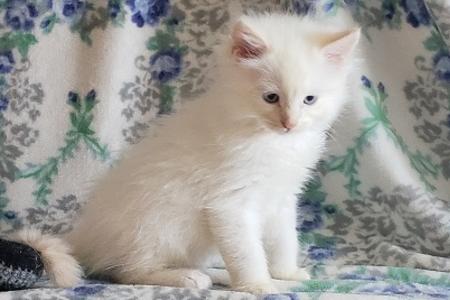 Abbey Road Rags - Ragdoll Kittens For Sale, Ragdoll Cats, Ragdoll Cats 