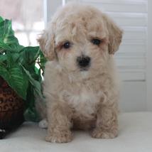 PUPPIES FOR SALE IN IOWA