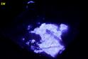 fluorescent SCHEELITE, QUARTZ, carbonates - Furniss Mine, Concord, Cabarrus County, North Carolina, USA