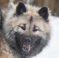 Edelweiss Eurasiers, dog, Eurasier, Eurasier puppy,