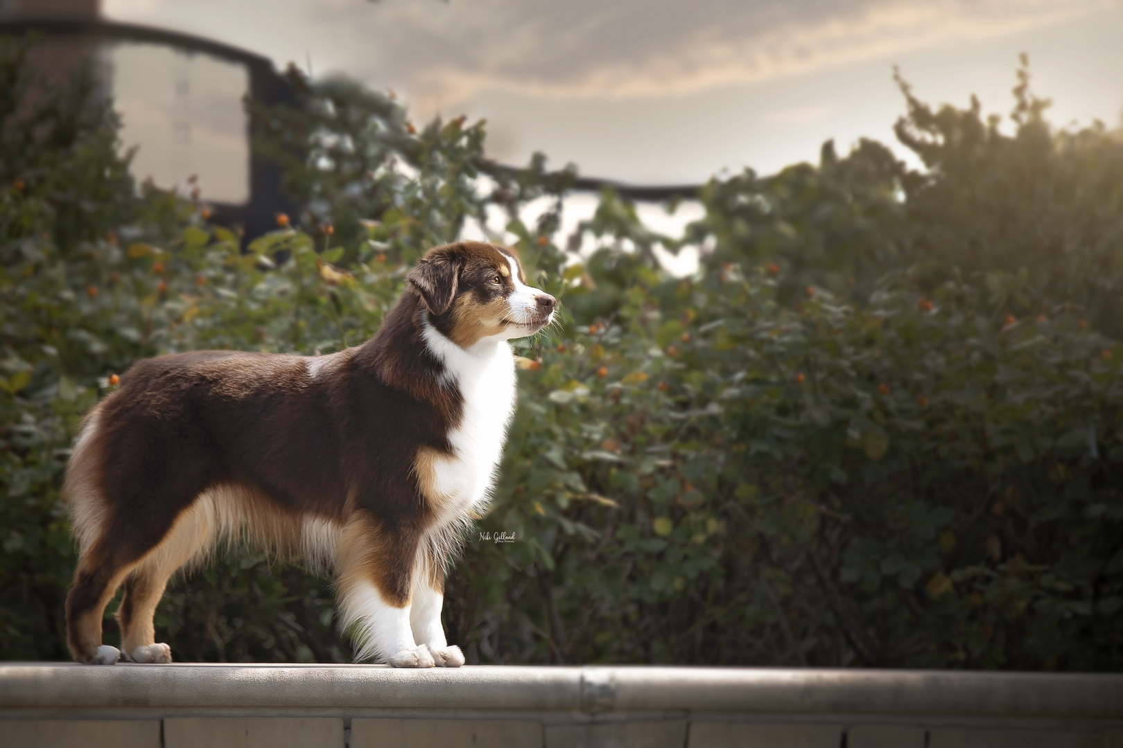 4 clovers hot sale miniature american shepherds