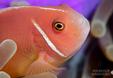 Bonaire Island Hoppers Scuba Nashville