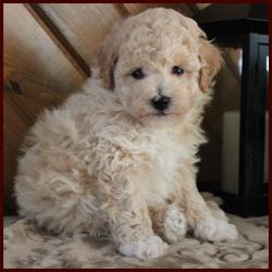 Rolling Meadows Puppies non-shedding hypoallergenic poochon