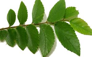 Ulmus crassifolia ​