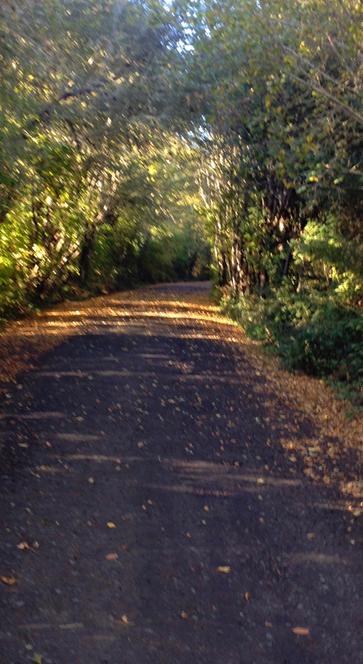 Paved path through the woods