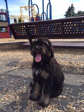 Adult phantom Bernedoodle