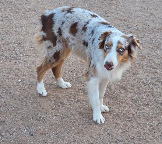 Australian shepherd breeders near me