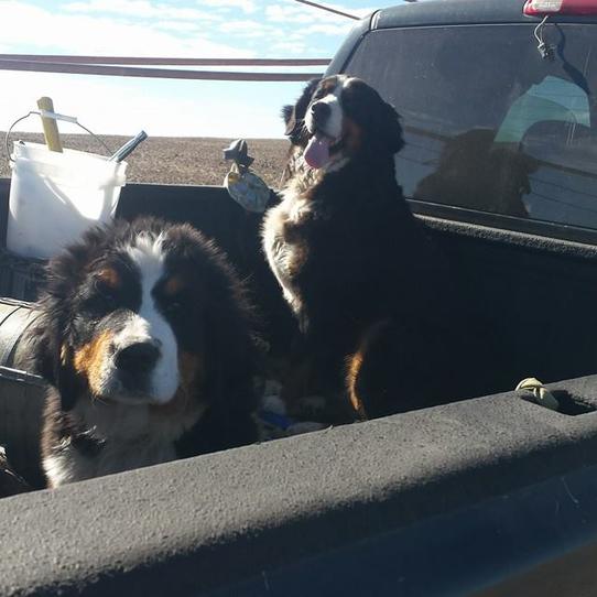 Sable Bernedoodles and Bernese - Utah Bernedoodles