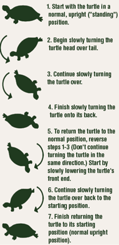 How To Handle A Turtle