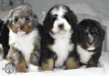 Bernese mountain dog 2024 and mini poodle