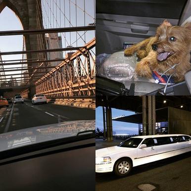 NY Limo driver saves dog on the Brooklyn Bridge