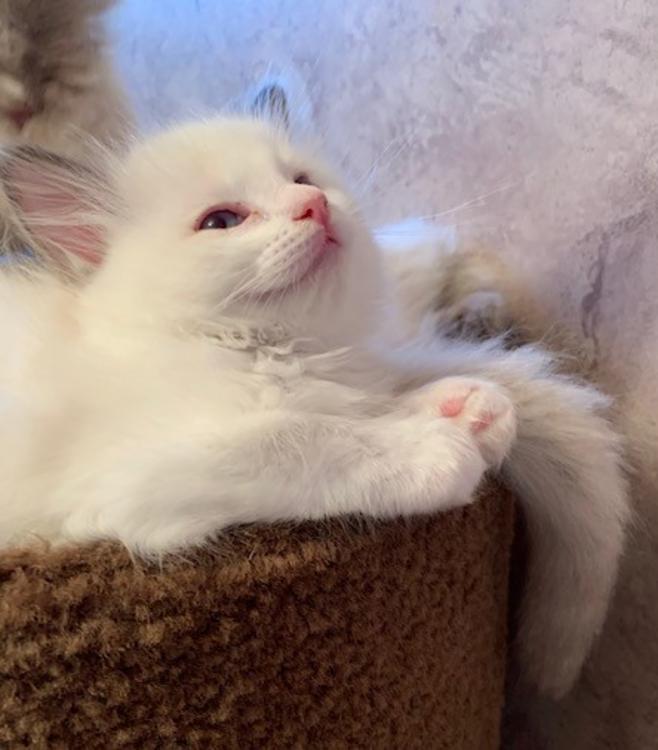 Ragdoll Kittens for sale