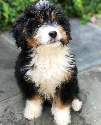 Mini Bernedoodle Prince