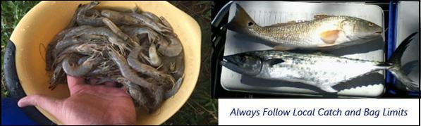 bucket full of shrimp, redfish and mackerel in a cooler