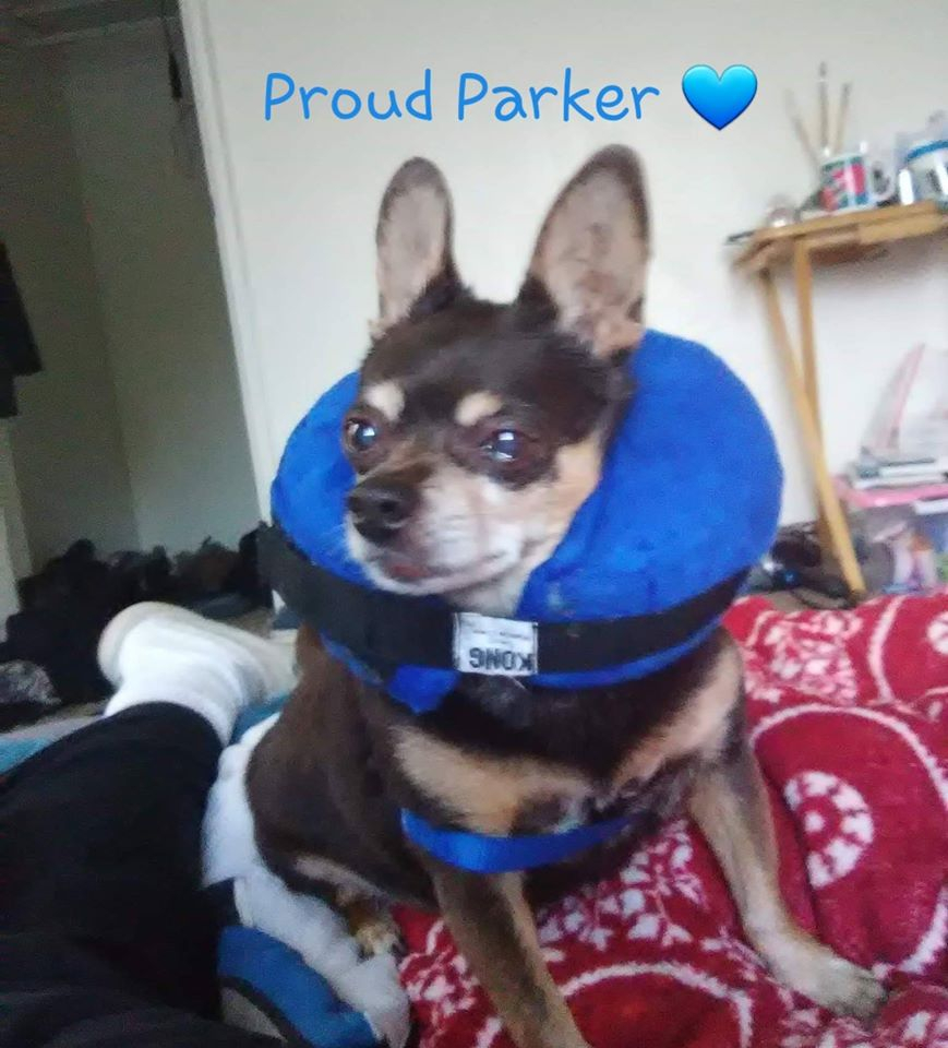 Dog neck pillow for megaesophagus sale