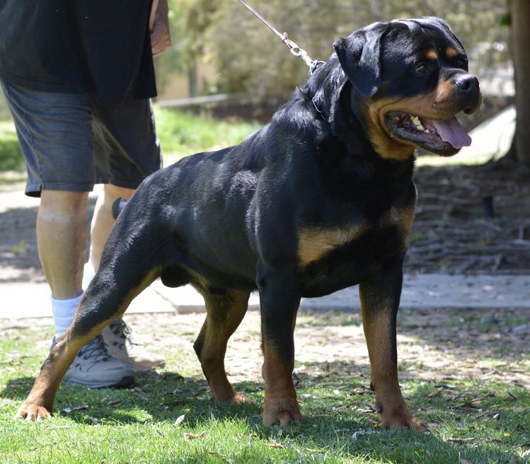 when is rottweiler full grown