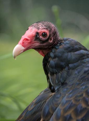 BAT, Turkey Vulture