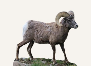 B&C World's Record - Rocky Mountain Goat