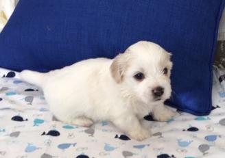 Bolognese and Coton De Tulear Puppies for sale