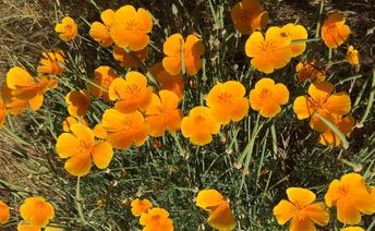 Photo by Josette Johnson Placerville Petals