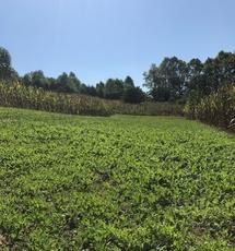 Kentucky clover food plot