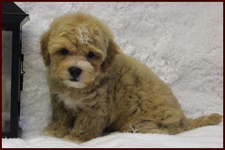 shichon poo for sale