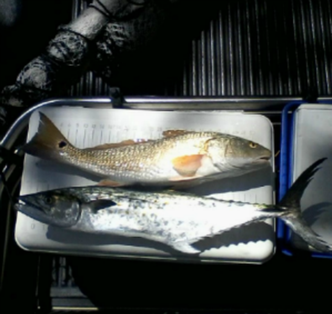 redfish and mackerel on top of cooler
