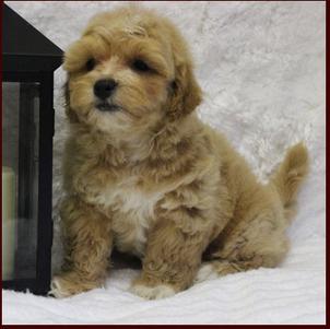 Red shichon poo puppies for sale