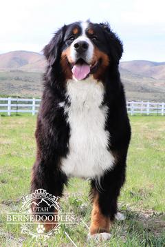 NanaBerneseMountainDog