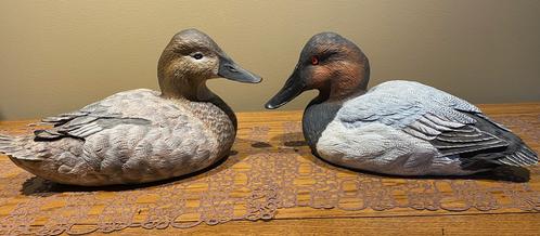 Canvasback Drake and Hen