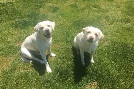 Photo Gallery - White Lab Puppies