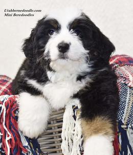 Tri color Bernedoodle