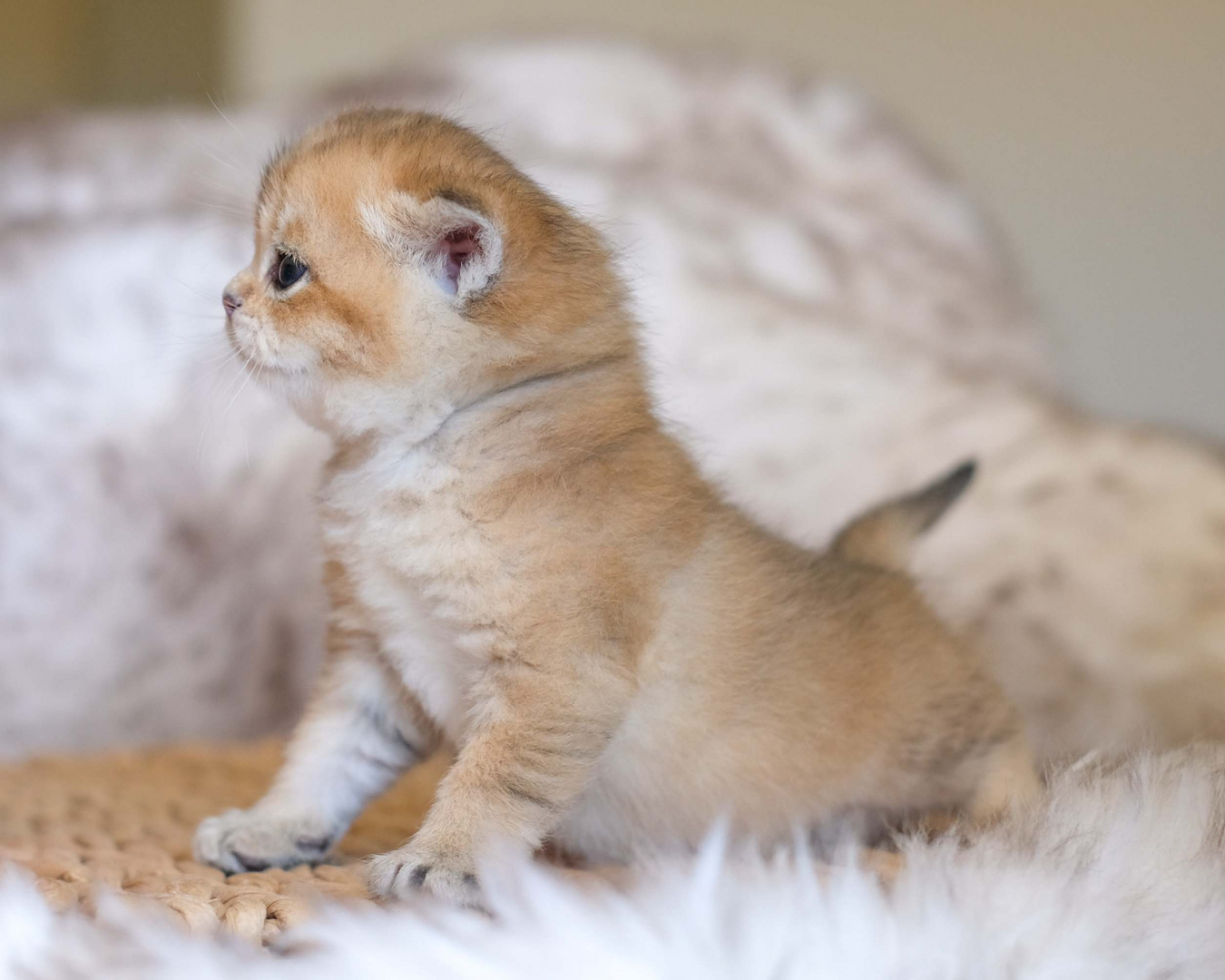 British Shorthair Longhair Cats Kittens