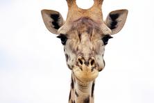 The Giraffe pictures from Africa Safari in Tanzania