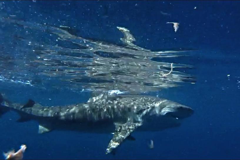 Santiva Salt Water Fishing - Sharks and Sea Trout on Pine Island Sound