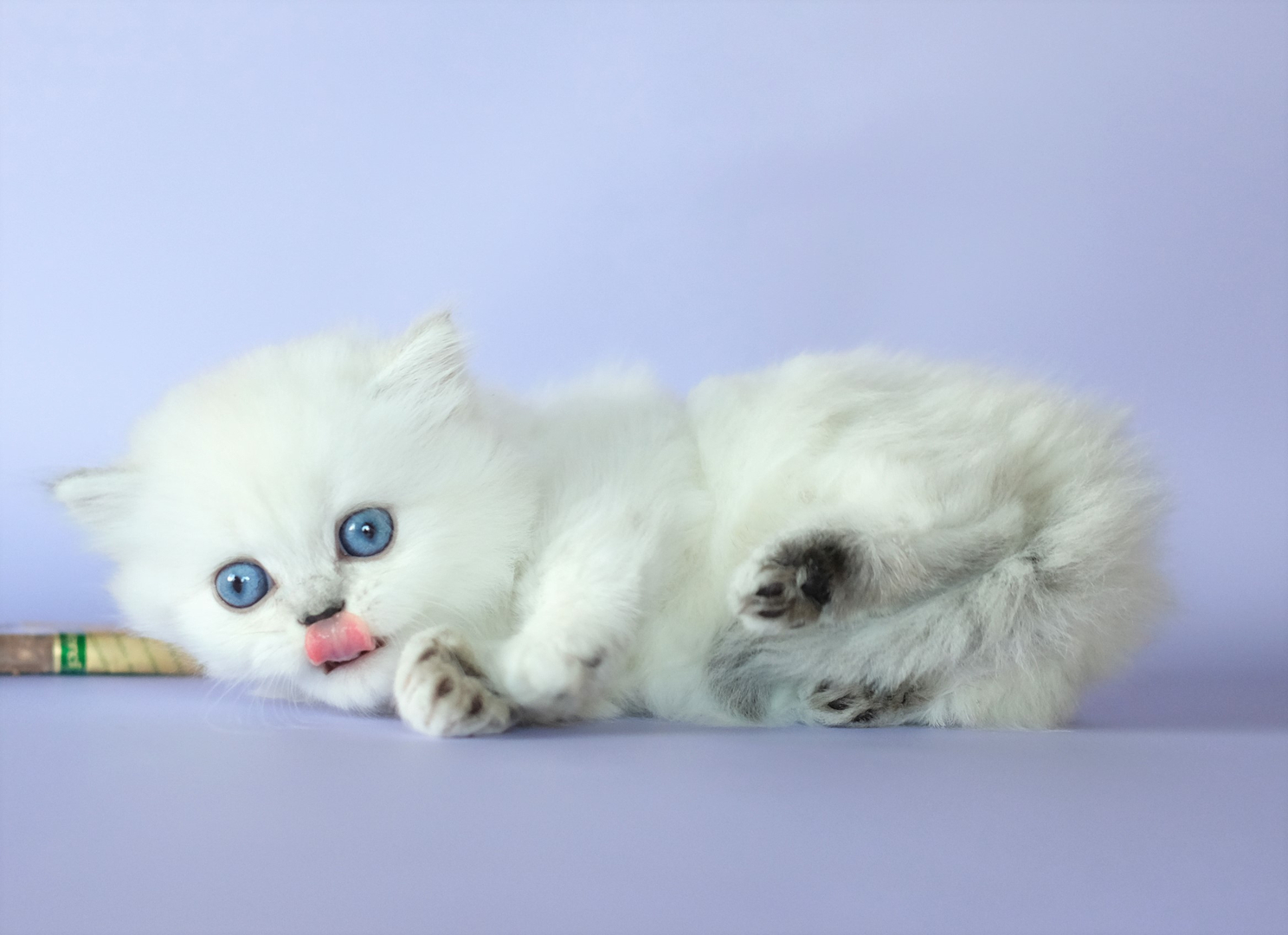 British Shorthair Longhair Cats Kittens