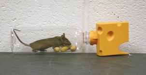 Green Bottle USA, Catch A Mouse - Mouse Trap, Live Catch