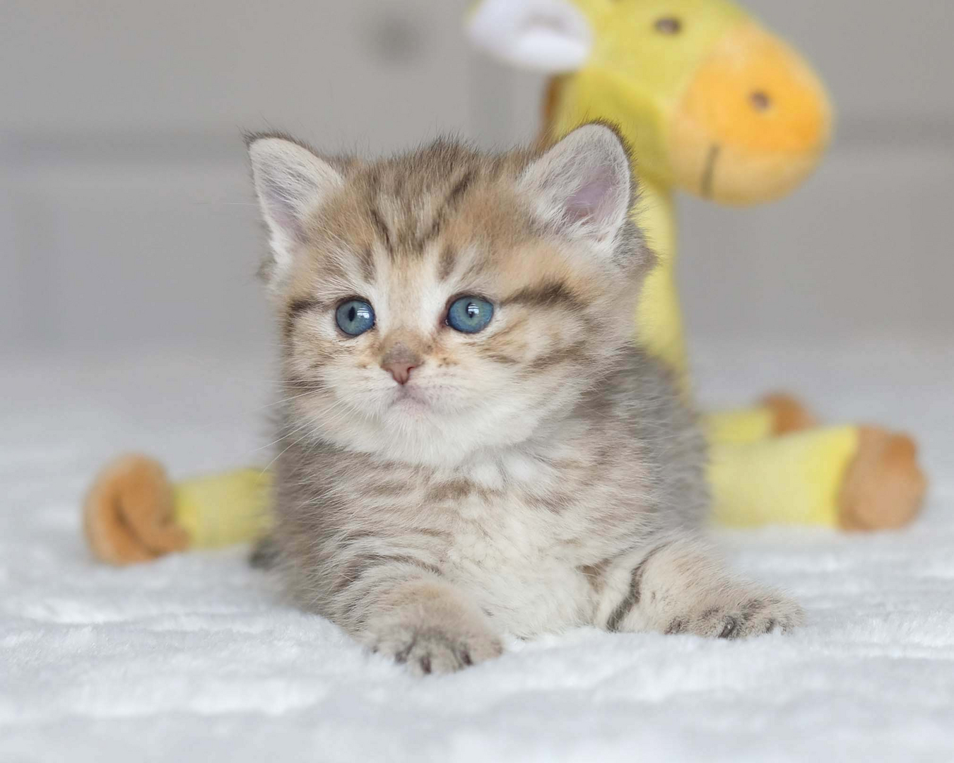 British Shorthair Longhair Cats Kittens