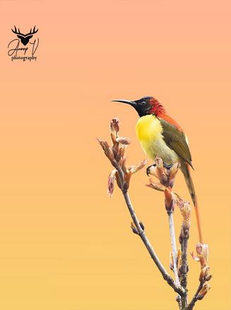 Birds 1