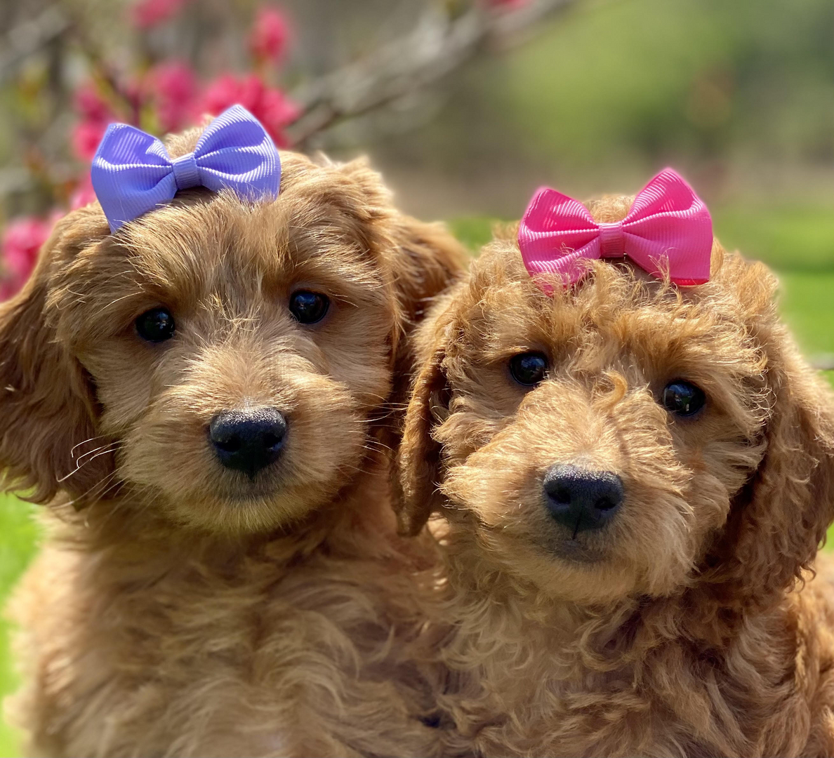 Goldendoodle Puppies for Sale Massachusetts - American Goldendoodle