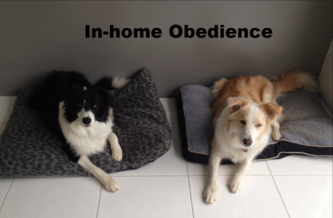 inhome obedience, in-home obedience, in home obedience, obedience, dog training