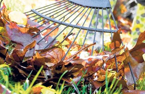 GENERAL YARD CLEAN UP SERVICE