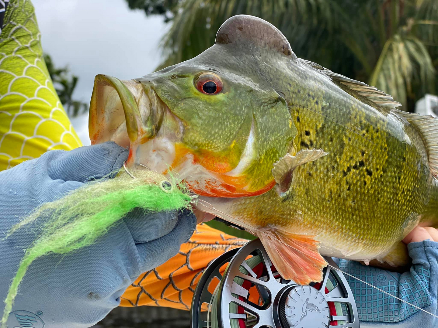 Peacock Bass on fly - Everglades Fishing Guide