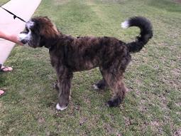 Brindle and White Bernedoodle