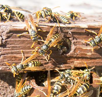 Hornets on Wood